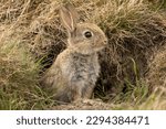 Small photo of Baby wild rabbit in Springtime, just about to leave the safety of the rabbit warren, alert and facing right. Close up. Scientific name: Oryctolagus cuniculus. Space for copy.
