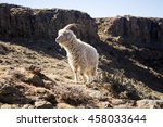 Angora Goat Are Feeding In The...