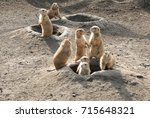 Prairie Dogs Out Of Their Holes ...