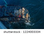 Crab Pots Being Pulled From The ...