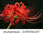 Red spider lily or cluster amaryllis flowers blooming in autumn or fall, Outdoor or botany background, Higanbana or Lycoris
