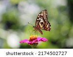 Small photo of Papilio demoleus is a common and widespread swallowtail butterfly. The butterfly is also known as the lemon butterfly, lime swallowtail, and chequered swallowtail.
