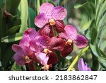 Small photo of Cambodia. Vanda sanderiana is a species of orchid. It is commonly called Waling-waling in the Philippines and is also called Sander's Vanda, after Henry Frederick Conrad Sander, a noted orchidologist.