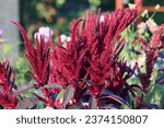 Small photo of Sweden. Amaranthus is a cosmopolitan genus of annual or short-lived perennial plants collectively known as amaranths. Some amaranth species are cultivated as leaf vegetables.