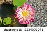 Small photo of close-up roseum plenum lotus, nelumbo nueifera gaertn