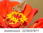 Moth on a red zinnia flower 