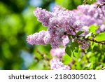 A Branch Of Lilac On A Bush....
