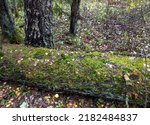 A mossy log in the forest. log...