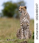Portrait Of A Cheetah In Masai...