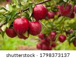 Autumn day. Rural garden. In the frame ripe red apples on a tree. It's raining Photographed in Ukraine,  