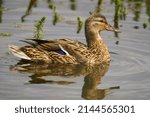 Female Mallard Duck Swimming In ...