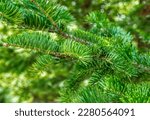 Forest green pine needles background