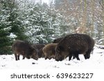 Wild boar group in winter, (sus scrofa), germany