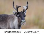 Reindeer head portrait with tongue, flatruet, sweden, (rangifer tarandus)
