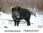 Wild boar male in the forest, winter,  (sus scrofa)
