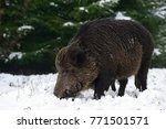 Wild boar female in the winter forest, (sus scrofa)