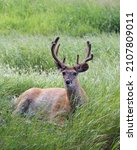 Small photo of Male white-tailed deer with medium antlers and one mangled ear lying in grass resting in the shade, Port-Menier, Anticosti, Quebec, Canada