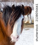 Selective focus closeup of chestnut Clydesdale horse standing in field covered in snow, with other animal in soft focus background, Quebec City, Quebec, Canada