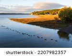Row of Canada geese swimming in the Cap-Rouge bay during a fall golden hour morning, Quebec City, Quebec, Canada
