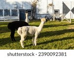 Selective focus view of cute cream alpaca with heavy mullet standing in front of other animals during a golden hour Fall afternoon, Quebec City, Quebec, Canada