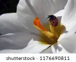 Ladybird On A Lily Flower