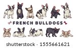 French bulldogs. Vector bulldog set. Funny cartoon puppy isolated on white background