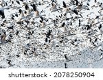 Wintering Snow Geese In The...