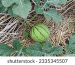 Watermelon growing in the field....