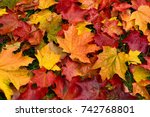 Autumn. Multicolored Maple...