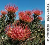 Photo Of Red Pincushion Protea...