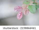 Loropetalum chinense, Chinese Fringe Flower or Chinese Witch Hazel or Loropetalum or rubrum Yieh or   Hamamelidaceae and dew drop