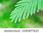 Small photo of Acacia pennata, Tropical Acacia plant or Acacia pennata leaves