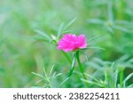 Small photo of Common Purslane Verdolaga , Portulaca oleracea L or Little Hogweed or Pigweed or Pusley or Verdolaga or PORTULACACEAE or pink flower