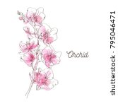 Pink Orchid Illustration On...