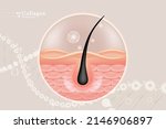 hyaluronic acid hair and skin... | Shutterstock .eps vector #2146906897
