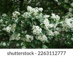 Multitude Of White Flowers Of...