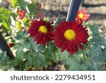 Small photo of Twosome of red and yellow flowers of Chrysanthemums in mid November