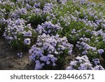 Small photo of Plentitude of violet flowers of Michaelmas daisies in October