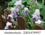 Numerous white and purple flowers of bearded iris in  May