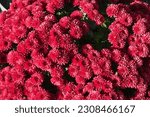 Small photo of Plentitude of red flowers of Chrysanthemums in October