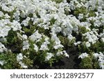 Small photo of Plentitude of white flowers of petunias in mid July