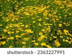 Small photo of A lot of yellow flowers of Coreopsis lanceolata in mid June