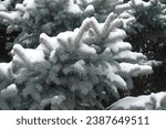 Small photo of Glaucous foliage of Colorado blue spruce covered with snow in January