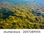 Small photo of Lake Titreyengel. Seaweed.A trembling lake. Sorgun. Side. The resort village of Titreyengol on the shores of a trembling lake in Turkey.The water in the lake is clear, in many places you can see algae