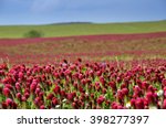 Summer wallpaper. Nature background. Red field of flowers Crimson clover and blue sky. 