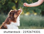 Small photo of Hand giving dog CBD oil by licking a dropper pipette, Oral administration of hemp oil for pet health problems.