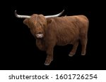 Furry brown bull portrait photo ...