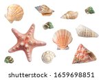 Bright Different Seashells And...