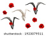 Goat skull and poppies. clip...