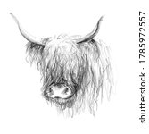 Scottish Bull Sketch  Realistic ...